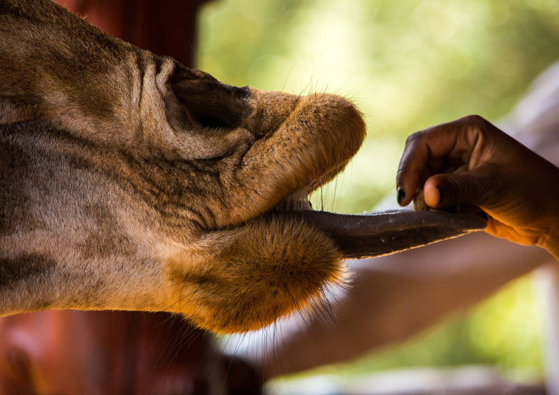 78710 Natur - Giraffe