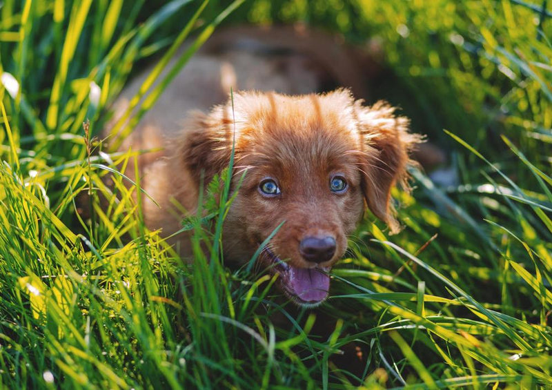 29333 Tierwelt - Hund im Gras