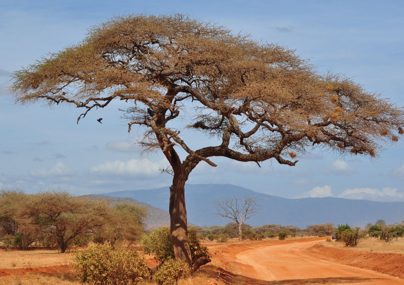 81437 Natur - Afrika