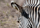 78779 Natur - Zebra
