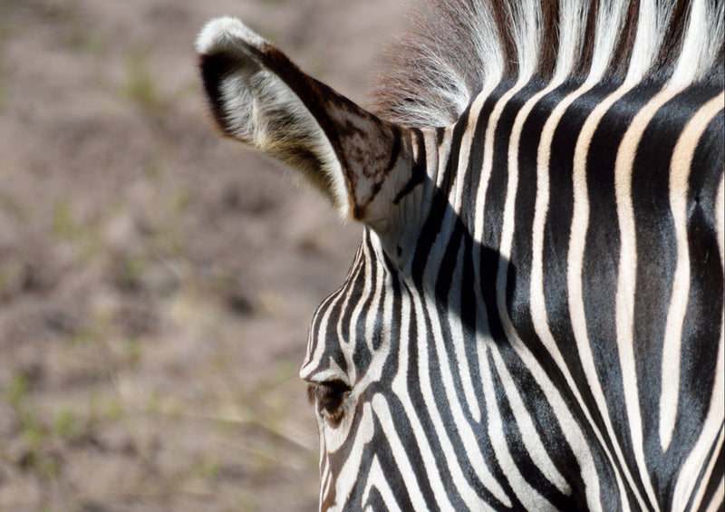 78779 Natur - Zebra