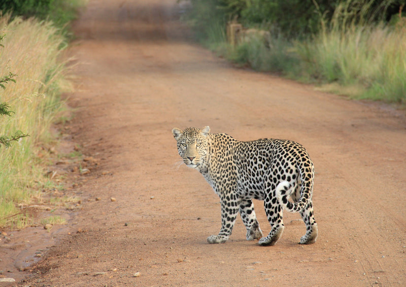 82040 Tierwelt - Leopard