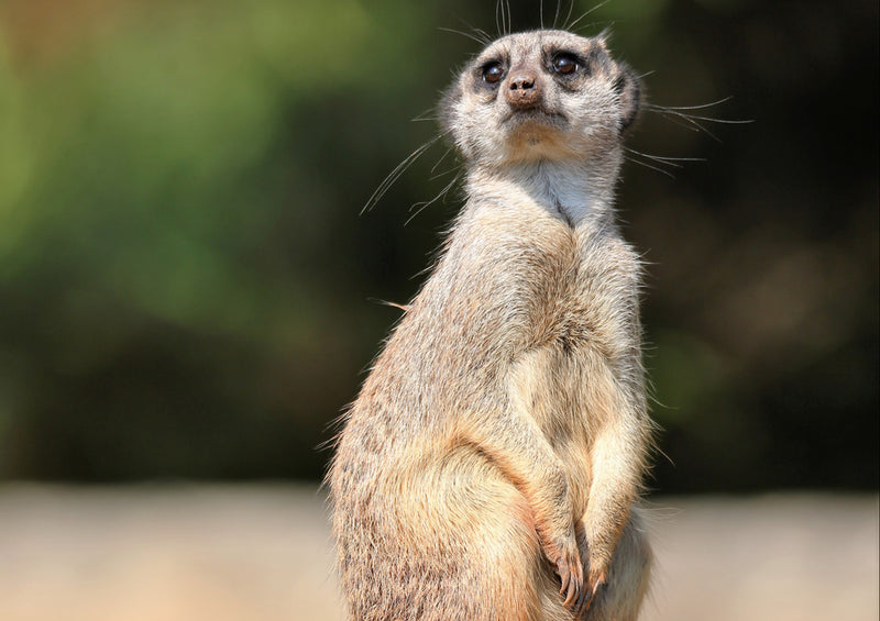 83256 Natur - Erdmännchen