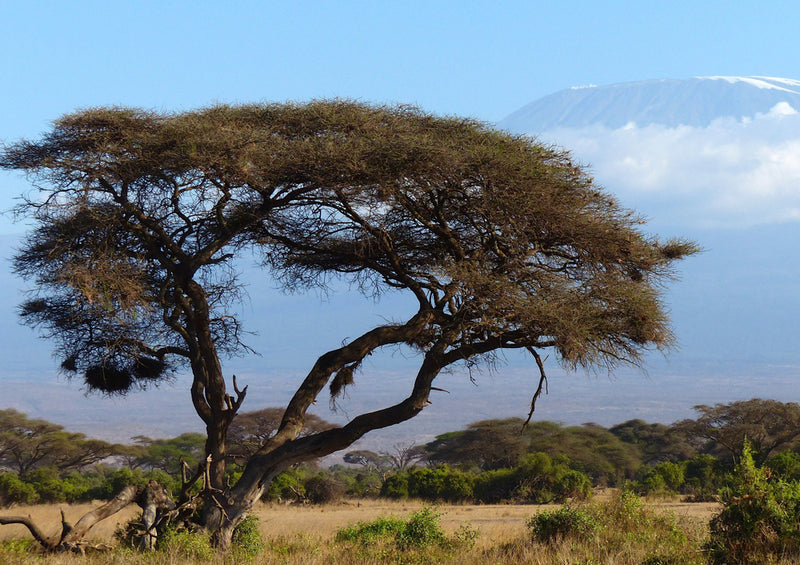 80361 Natur - Afrika