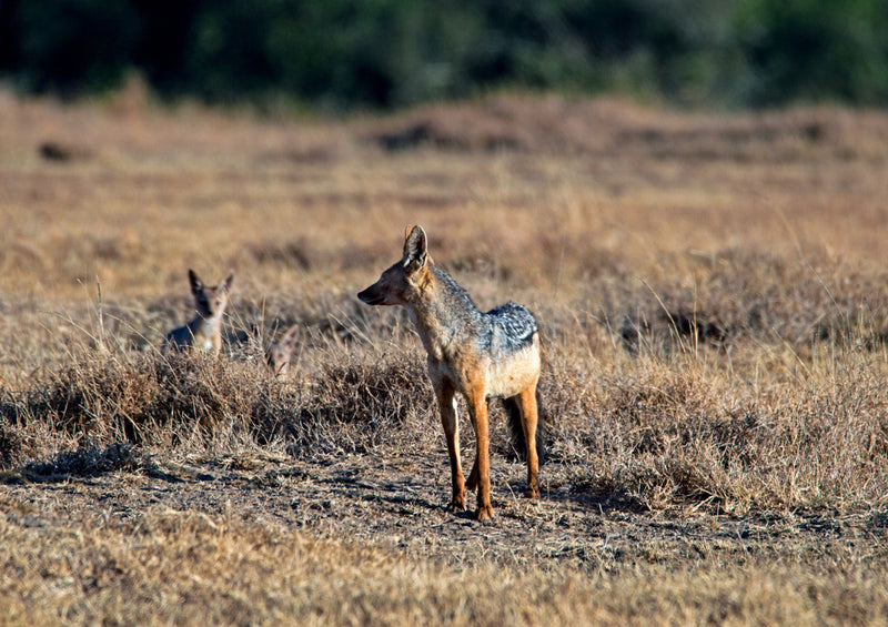 80872 Natur - Safari