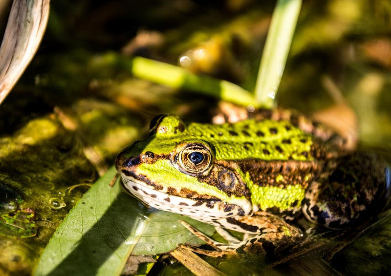 20243 Tierwelt - Grüner Frosch