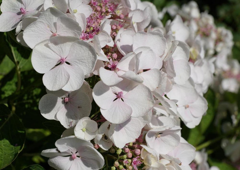 22710 Natur - Frühlings-Blüte