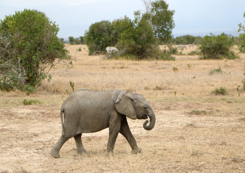 75999 Tierwelt - Elefant