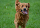 35283 Tierwelt - Golden retriever