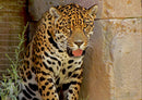 77193 Natur - Jaguar