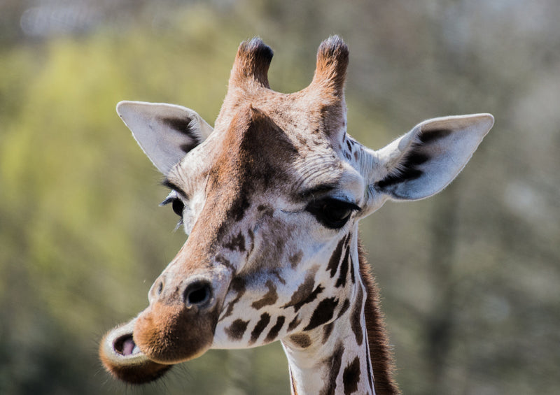 75177 Tierwelt - Giraffe