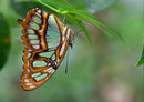 18058 Tierwelt - Schmetterling