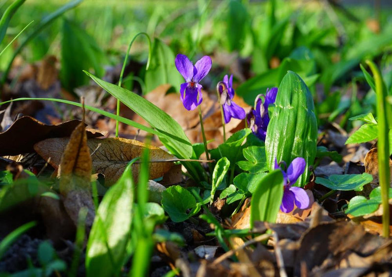 24036 Natur - Veilchen