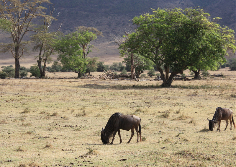 82875 Natur - Gnus