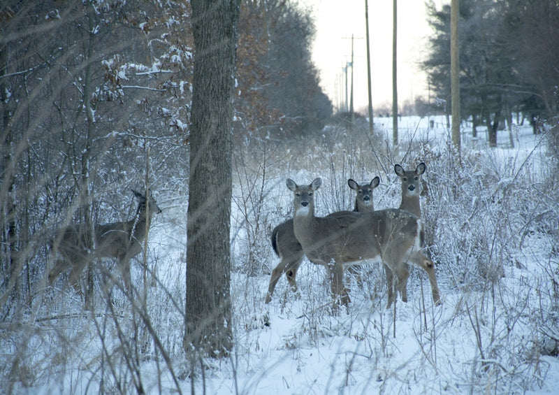 42758 Tierwelt - Rehe im Wald