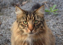 73839 Tierwelt - Katze