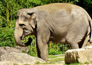 83972 Natur - Elefant