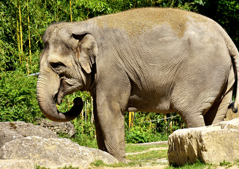 83972 Natur - Elefant