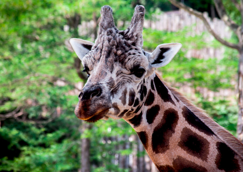 74335 Tierwelt - Giraffe