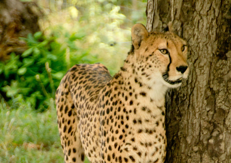 76586 Tierwelt - Gepard