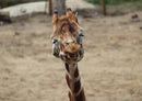 78696 Natur - Giraffe