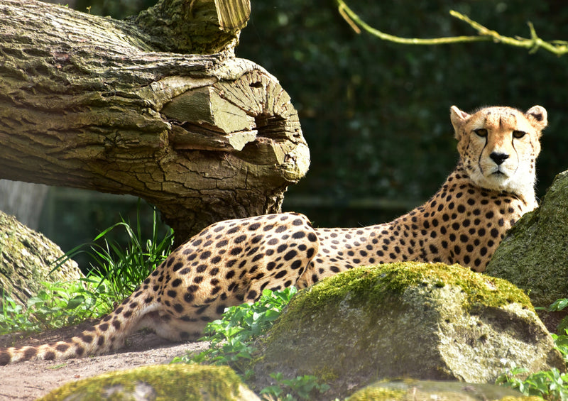 82923 Natur - Gepard