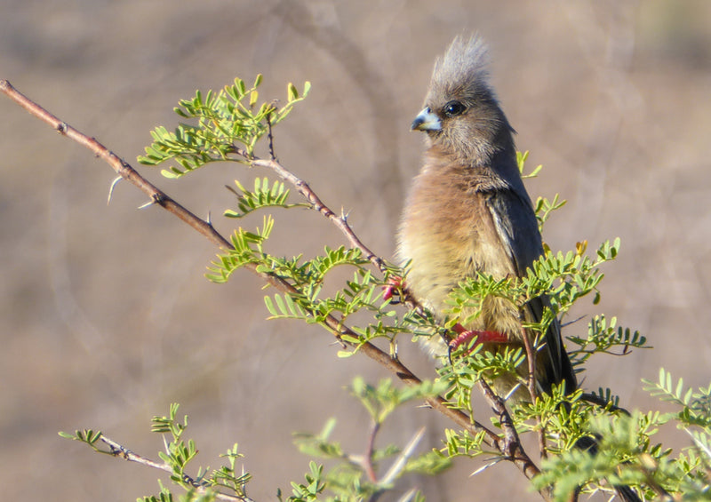 80479 Natur - Vogel