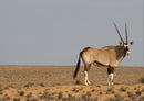 83461 Tierwelt - Antilope