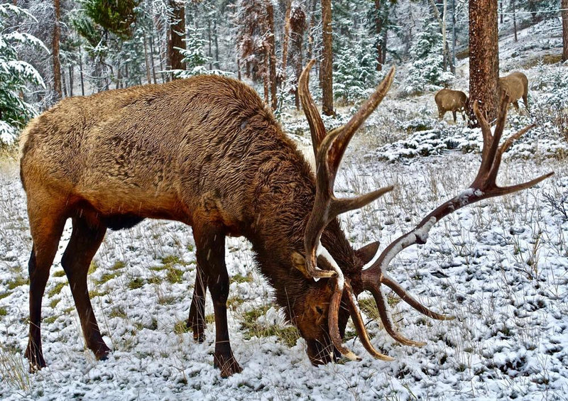 20778 Tierwelt - Elch im Schnee