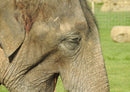 76627 Tierwelt - Elefant