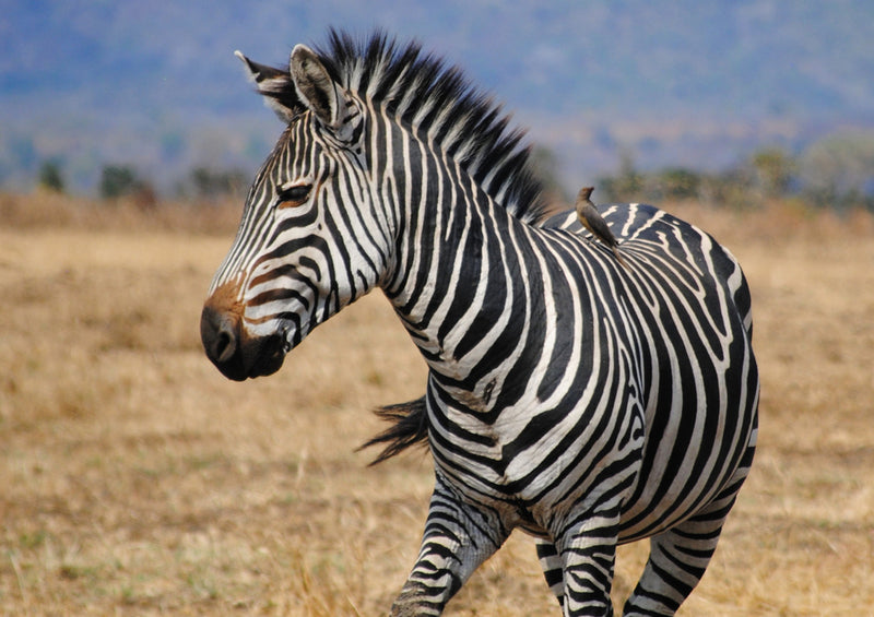 75868 Tierwelt - Zebra
