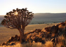 83580 Natur - Namibia