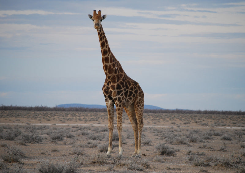 78845 Natur - Giraffe