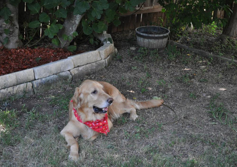 25957 Tierwelt - Hund im Garten