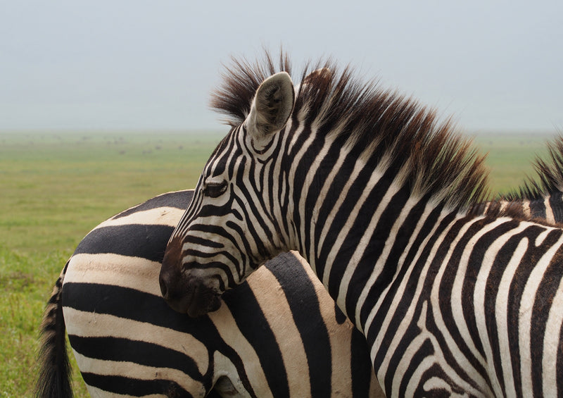 81267 Natur - Zebras