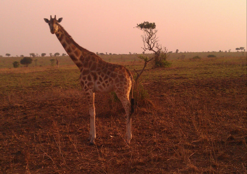 74957 Tierwelt - Giraffe