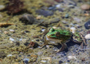 17853 Tierwelt - Frosch im See