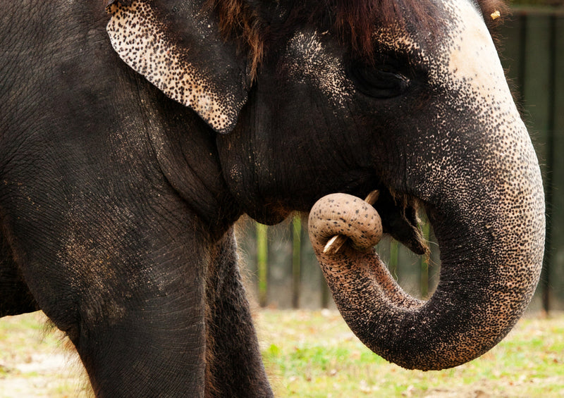 85865 Tierwelt - Elefant