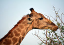 78123 Natur - Giraffe