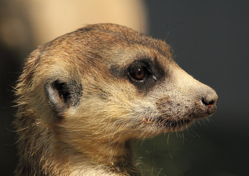 81397 Natur - Erdmännchen