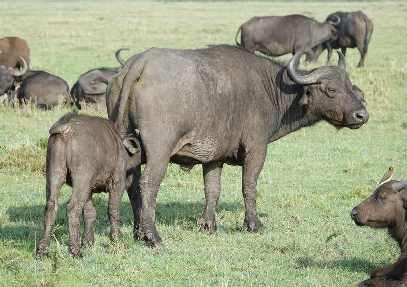 80738 Natur - Bison