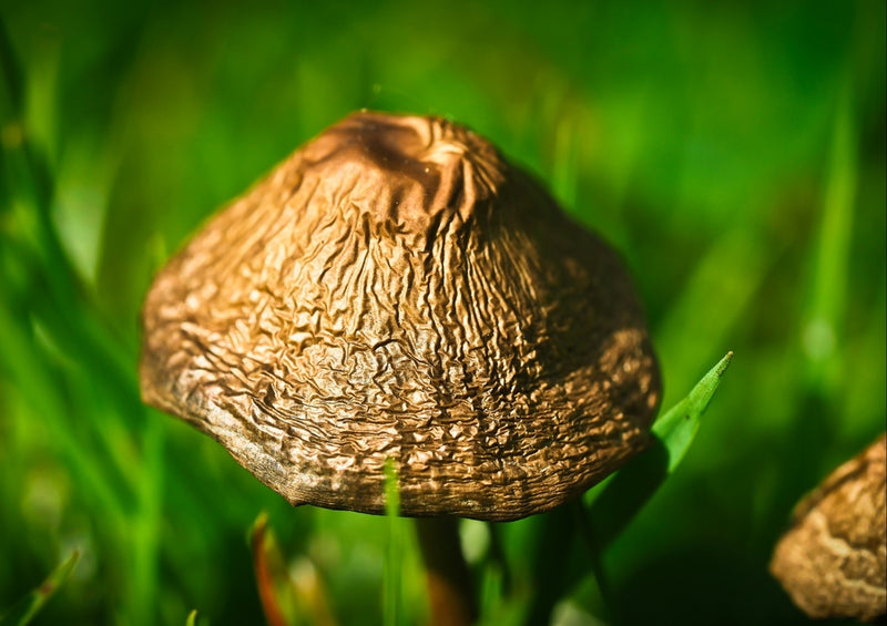 39235 Natur - Pilz