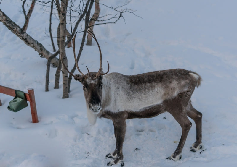 42824 Tierwelt - Hirsch