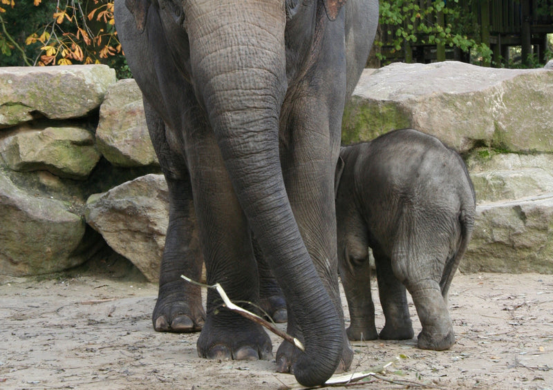 86660 Tierwelt - Elefant