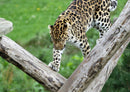 76919 Tierwelt - Leopard