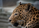 77371 Natur - Leopard