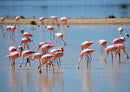 18306 Natur - Flamingos