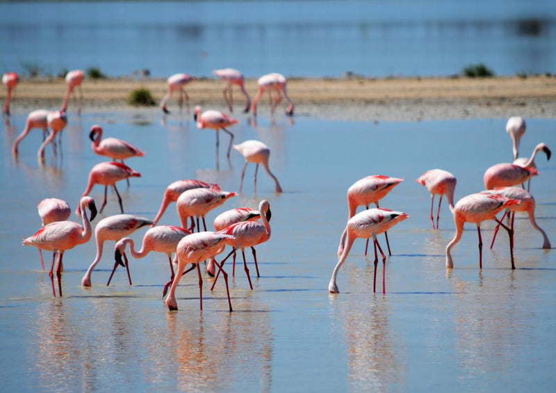18306 Natur - Flamingos