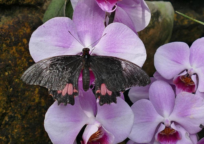 21380 Natur - Schmetterling