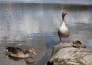 71630 Natur - Enten am Ufer
